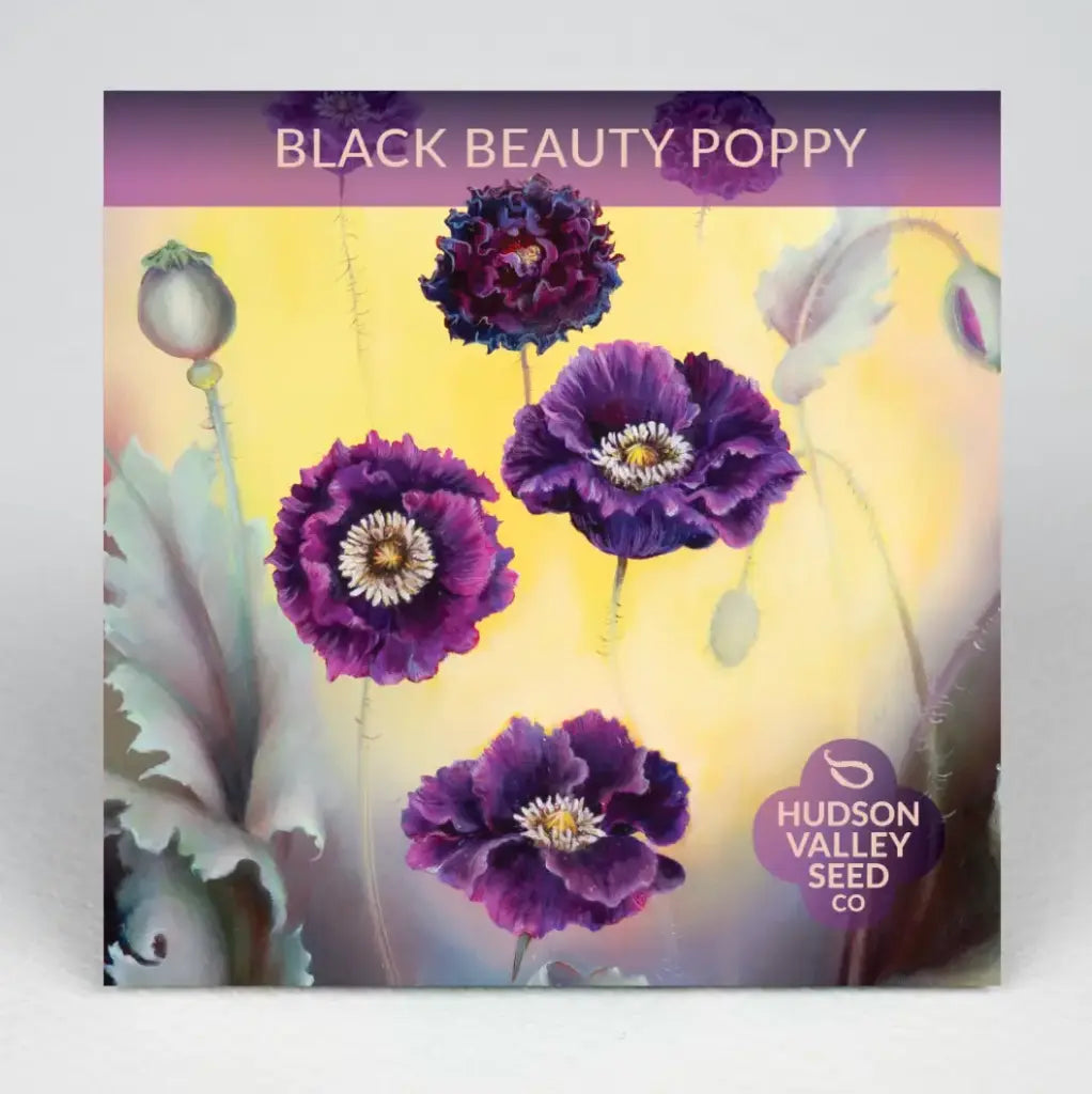 Black Beauty Poppy Seeds (Organic) Hudson Valley Seed Company