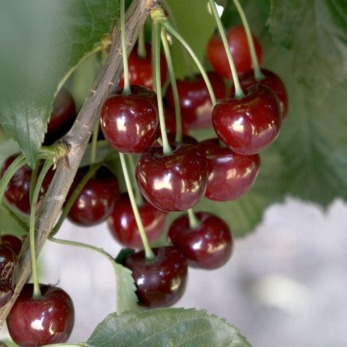 Black Tartarian Cherry Tree for Sale Grow Organic