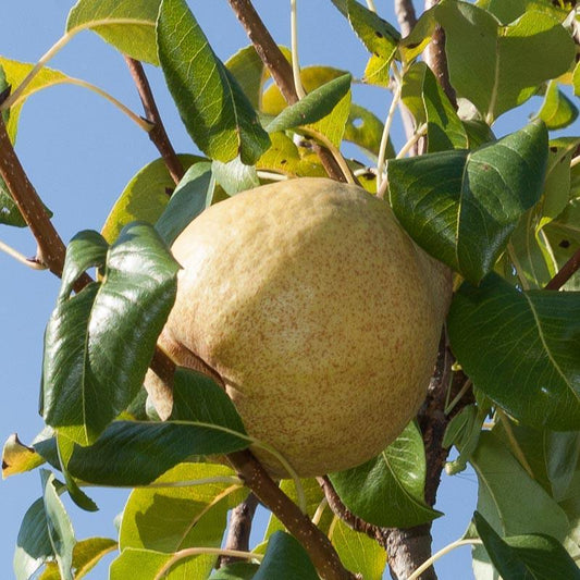 Blake's Pride Pear Tree