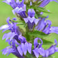 Great Blue Lobelia blue-violet flowers in close detail