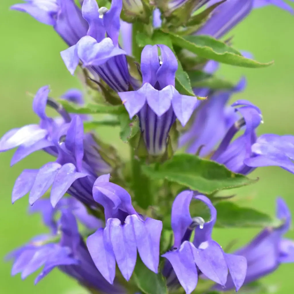 Great Blue Lobelia blue-violet flowers in close detail