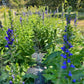 Great Blue Lobelia plants with upright blue flower spikes