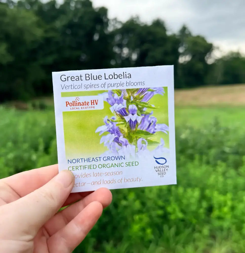 Hudson Valley Seed Company PollinateHV Great Blue Lobelia organic seed packet