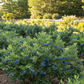 Sunshine Blue Blueberry (Mid to Late Harvest) Grow Organic