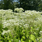 Boneset with clusters of creamy white flowers and green foliage