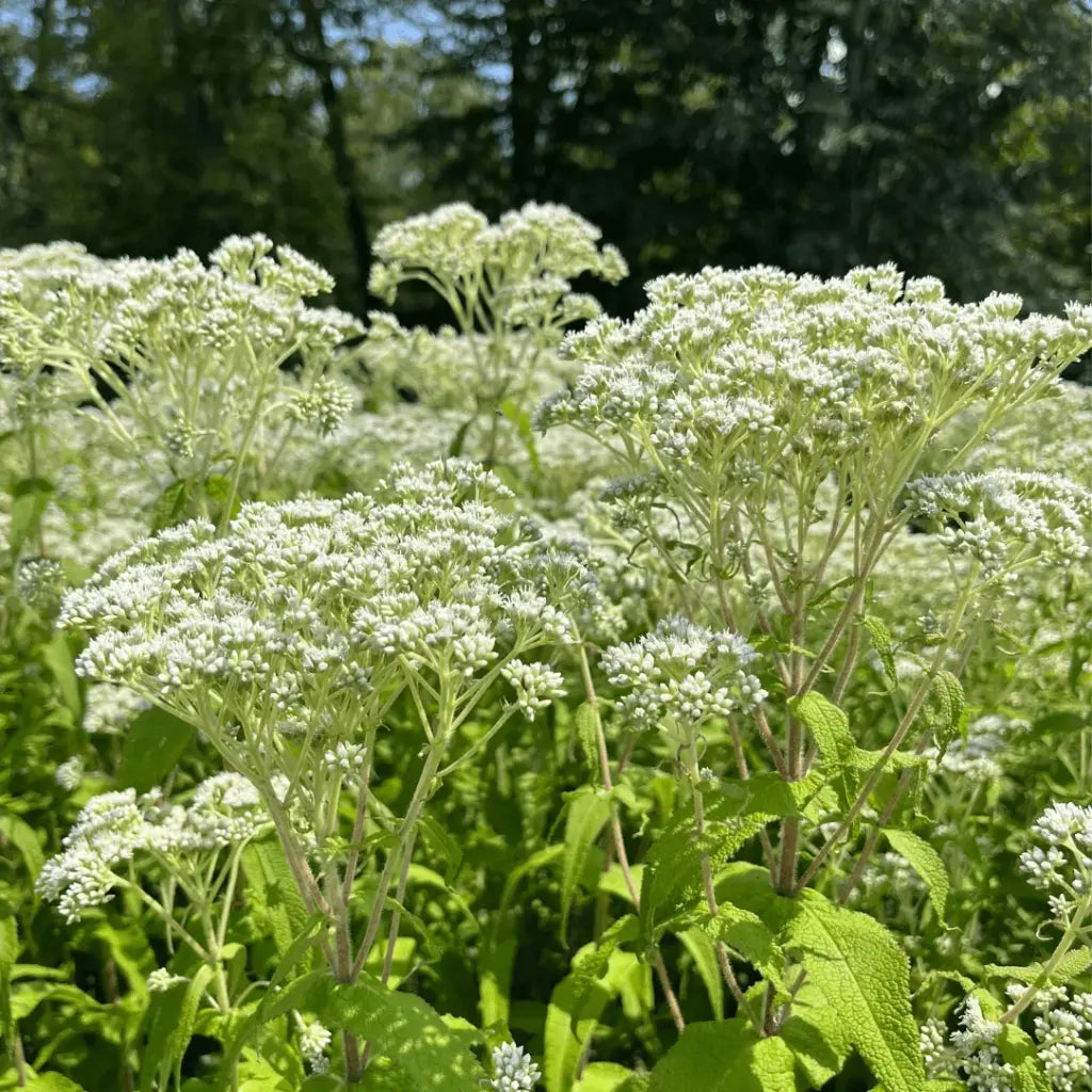 Boneset with clusters of creamy white flowers and green foliage