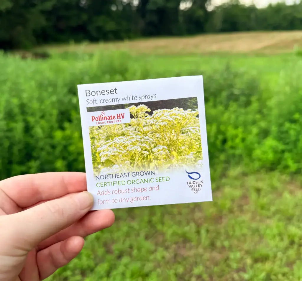 Hudson Valley Seed Company PollinateHV Boneset organic seed packet