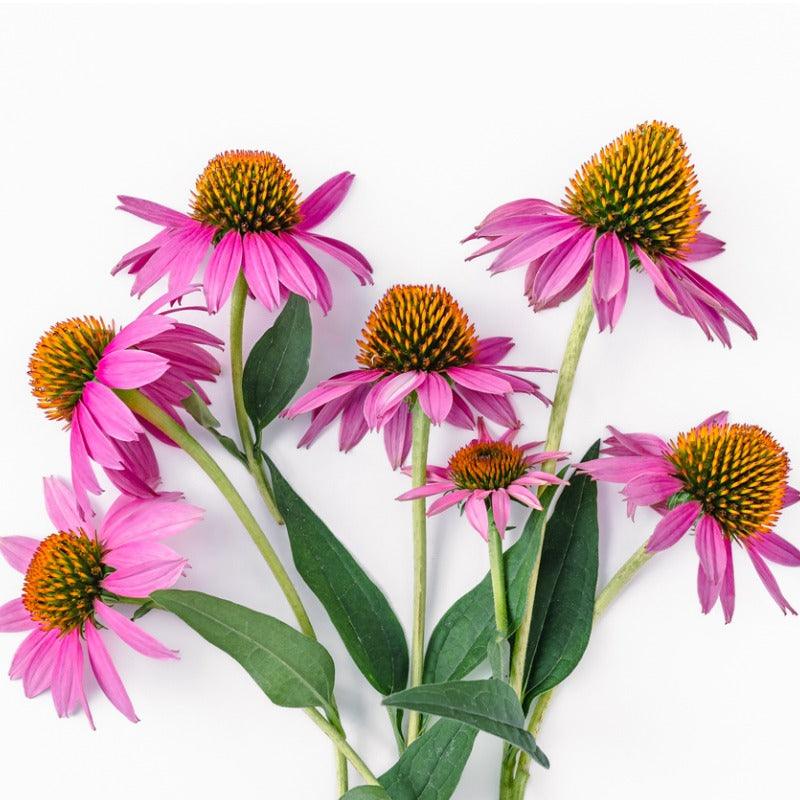 Organic Echinacea Angustifolia (1 Gallon)