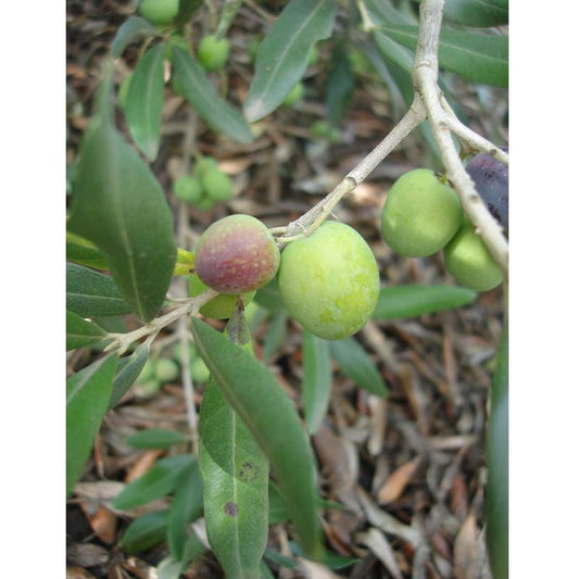 Bouteillan Olive Tree