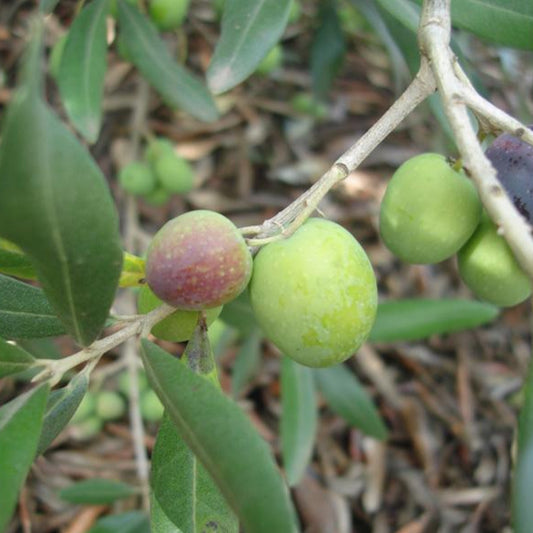 Bouteillan Olive Tree Grow Organic