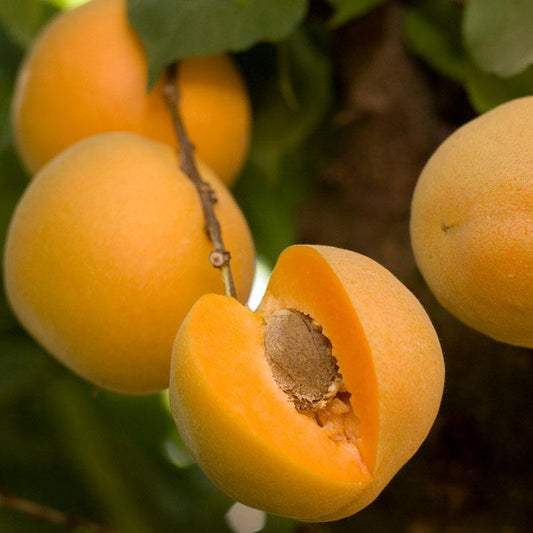 Brittany Gold Apricot Tree Grow Organic