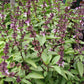 Thai Basil Seeds (Organic) Peaceful Valley