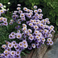 Erigeron glaucus - Wayne Roderick Annie's Annuals