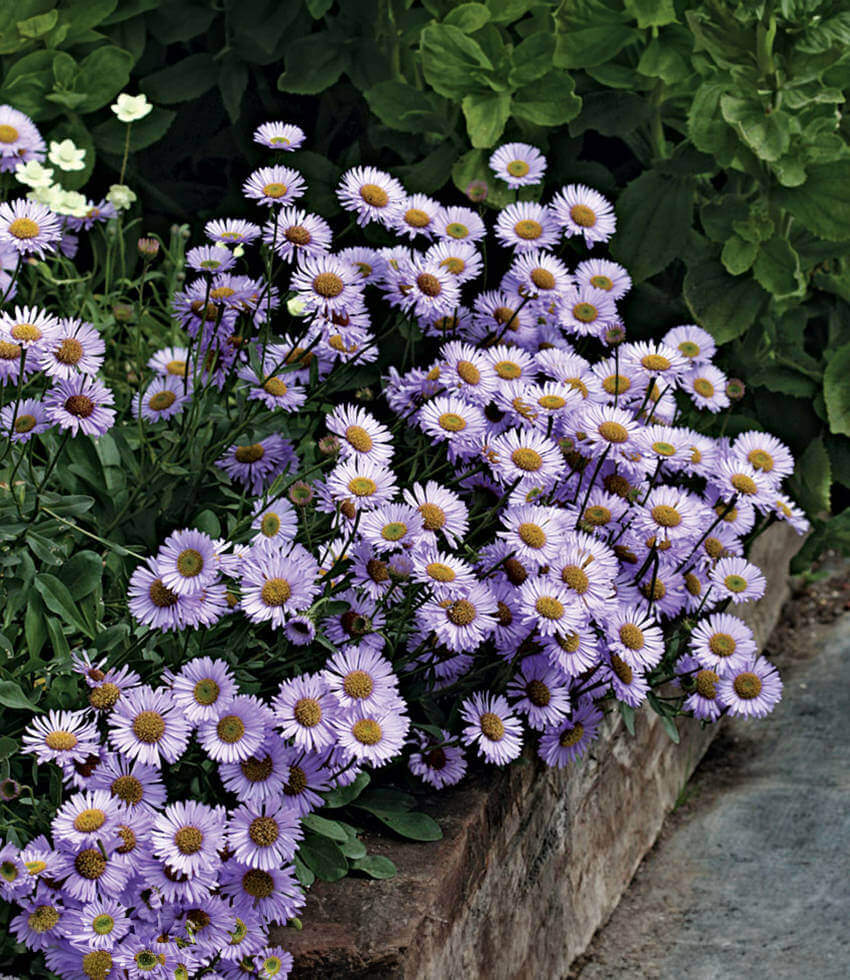 Erigeron glaucus - Wayne Roderick Annie's Annuals