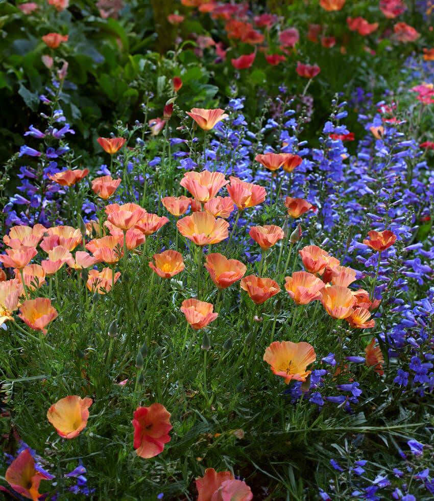 Eschscholzia californica - Apricot Chiffon Annie's Annuals