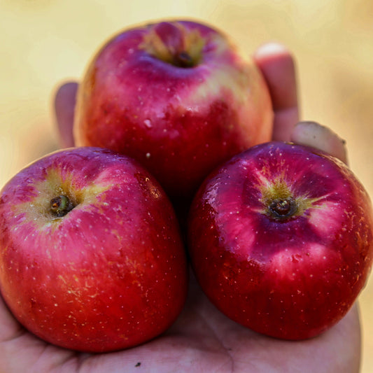 Calville Rogue Apple Tree Felix Gillet Institute