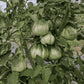 Unripe Canestrino di Lucca tomatoes growing on the vine