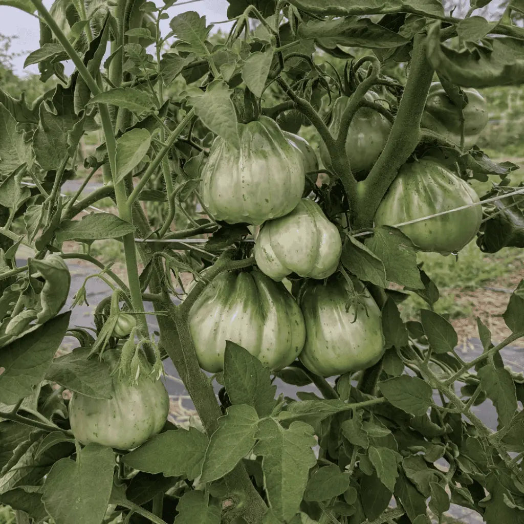 Unripe Canestrino di Lucca tomatoes growing on the vine