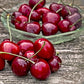 Craig's Crimson Cherry Tree Grow Organic