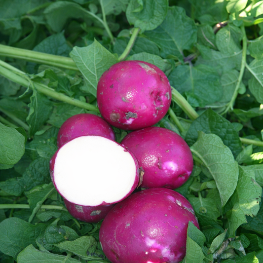 Organic Chieftain Red Seed Potato (lb) Grow Organic