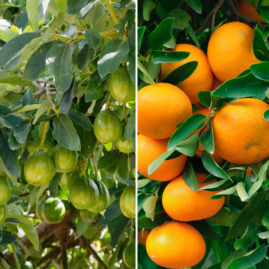 Citrus and Avocado Trees 