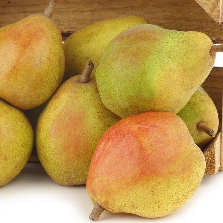 Guide to Pear Tree Varieties: Asian and European Pears – Grow Organic