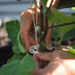 Compostable garden and trellis clips Seattle Urban Farm