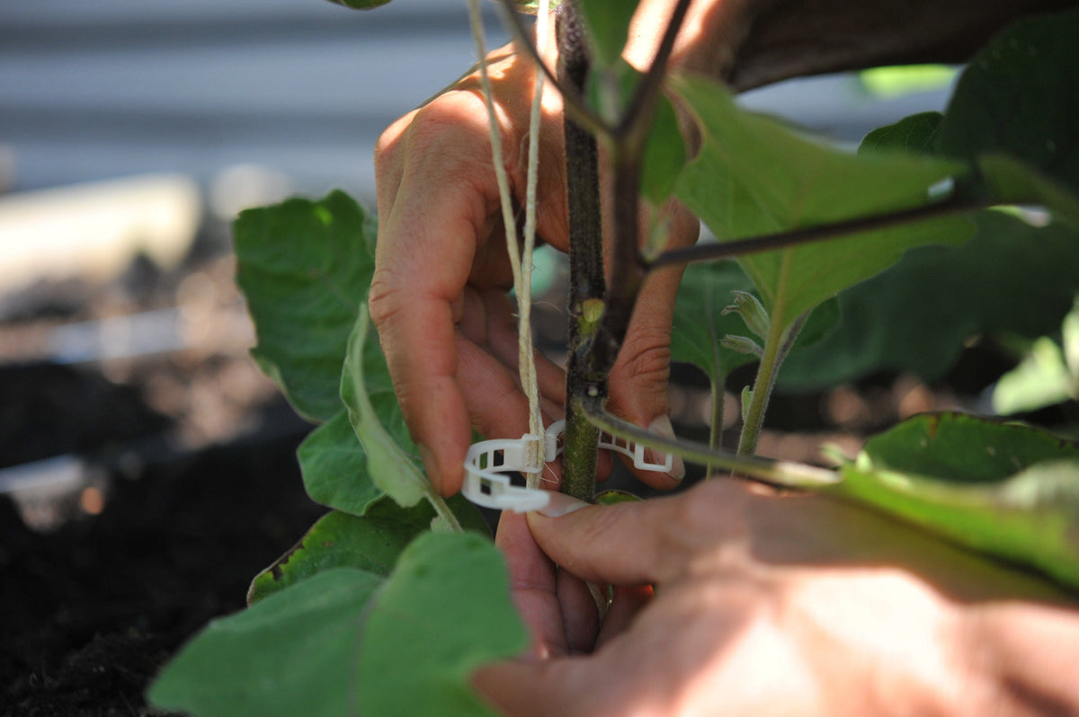 Compostable garden and trellis clips Seattle Urban Farm