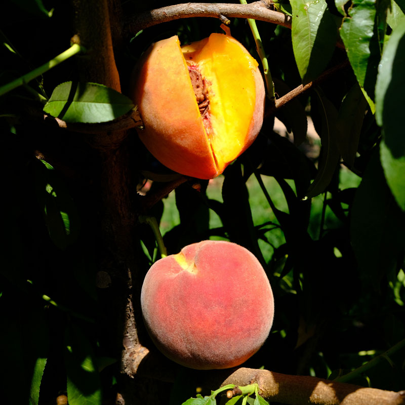 Contender Peach Tree