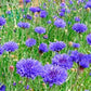 Blue Boy Cornflower - Grow Organic