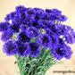 Blue Boy Cornflower - Grow Organic