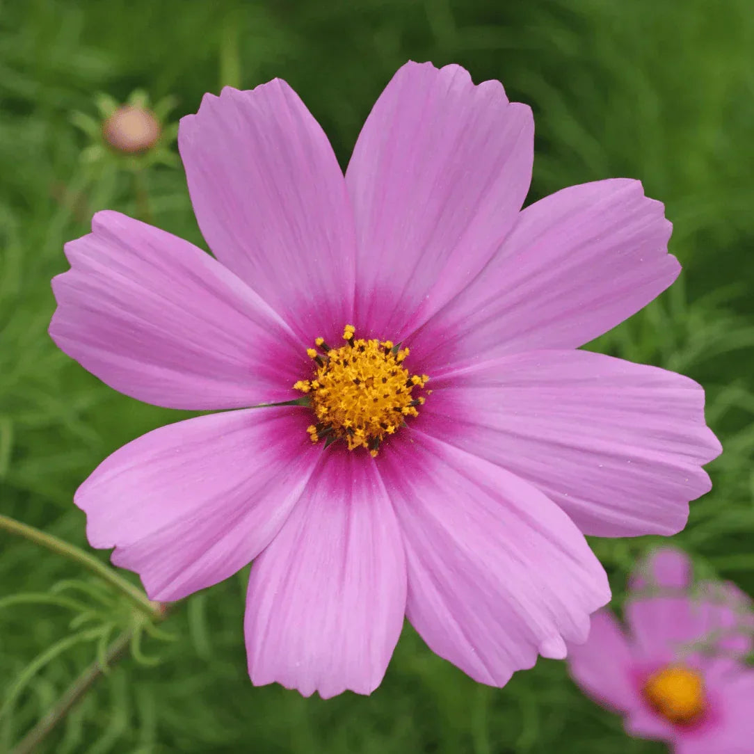 Cottage Garden Seeds Mix Hudson Valley Seed Co