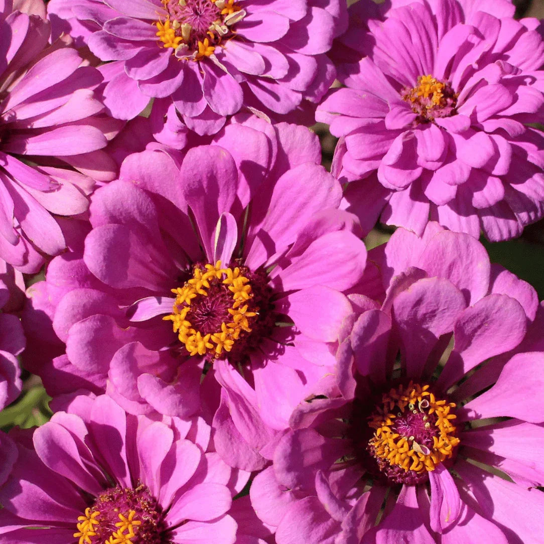 Cottage Garden Seeds Mix Hudson Valley Seed Co