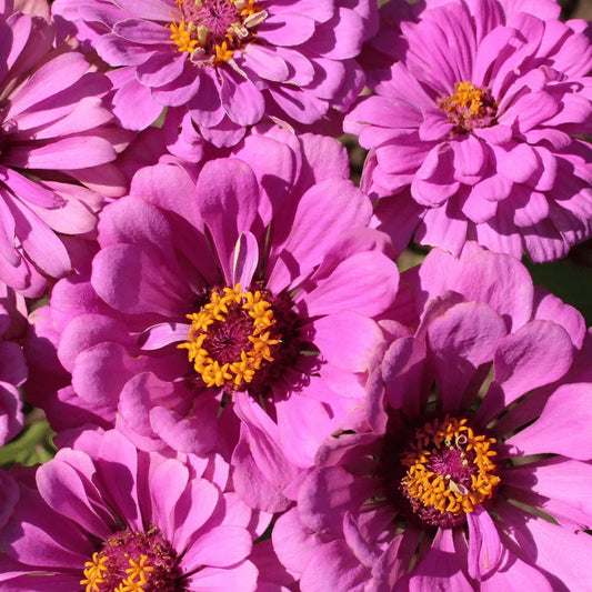 Cottage Garden Seeds Mix Hudson Valley Seed Co