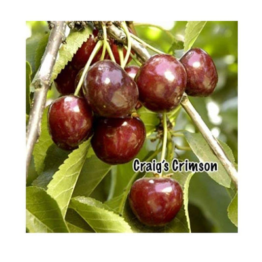Dwarf Craig's Crimson Cherry Tree