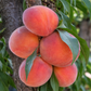 Cold Hardy Peaches, 3 on 1 Multiple Grafted Fruit Tree Grow Organic