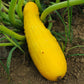 Prolific Yellow Straightneck Summer Squash Seeds (Organic) San Diego Seed Company