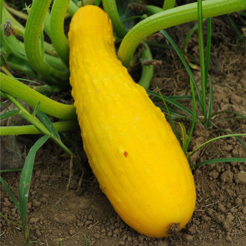 Prolific Yellow Straightneck Summer Squash Seeds (Organic) San Diego Seed Company