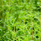 Summer Savory Seeds (Organic) Southern Exposure Seed Exchange