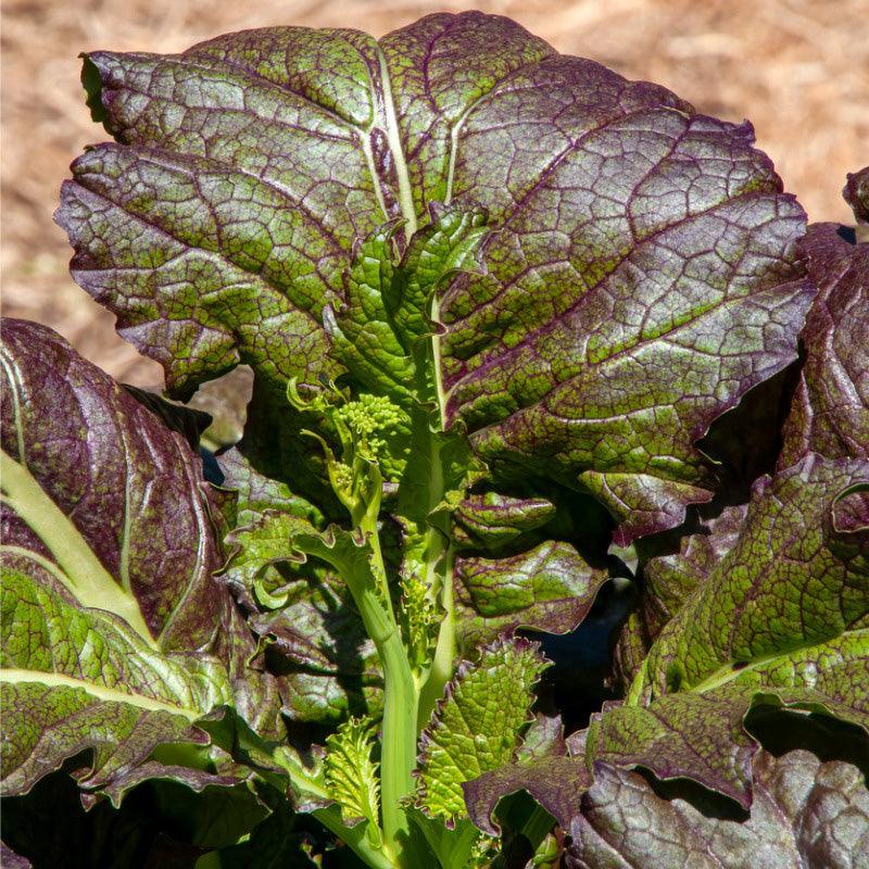 mustard seed plant leaves Red Giant Mustard