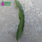 Dark Star 9-S Wallace Ranch Dragon Fruit