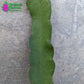 Dark Star 9-S Wallace Ranch Dragon Fruit