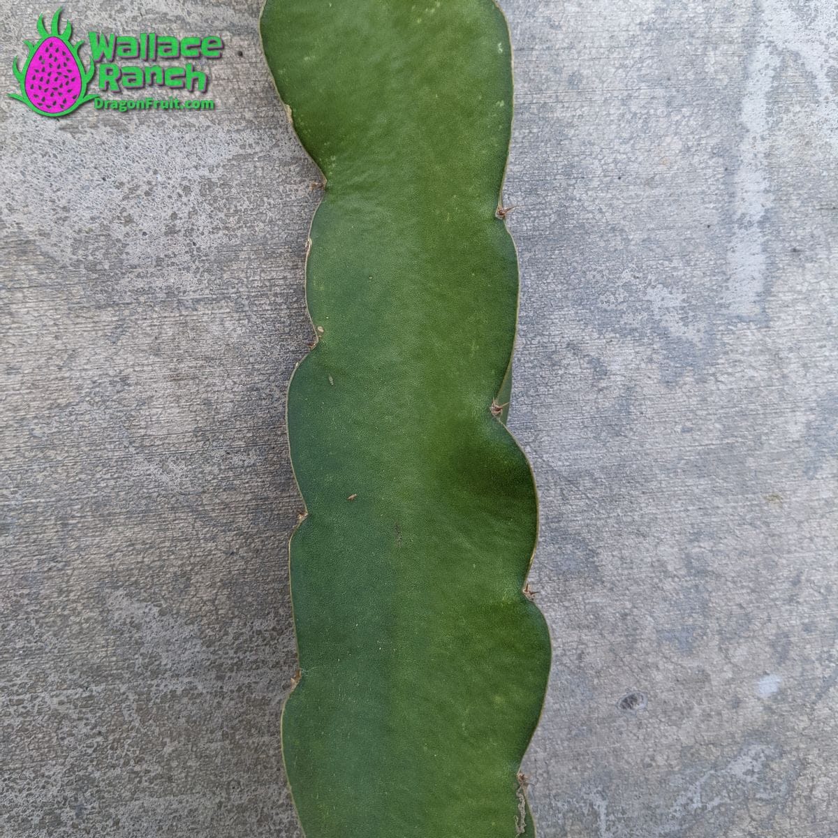Dark Star 9-S Wallace Ranch Dragon Fruit