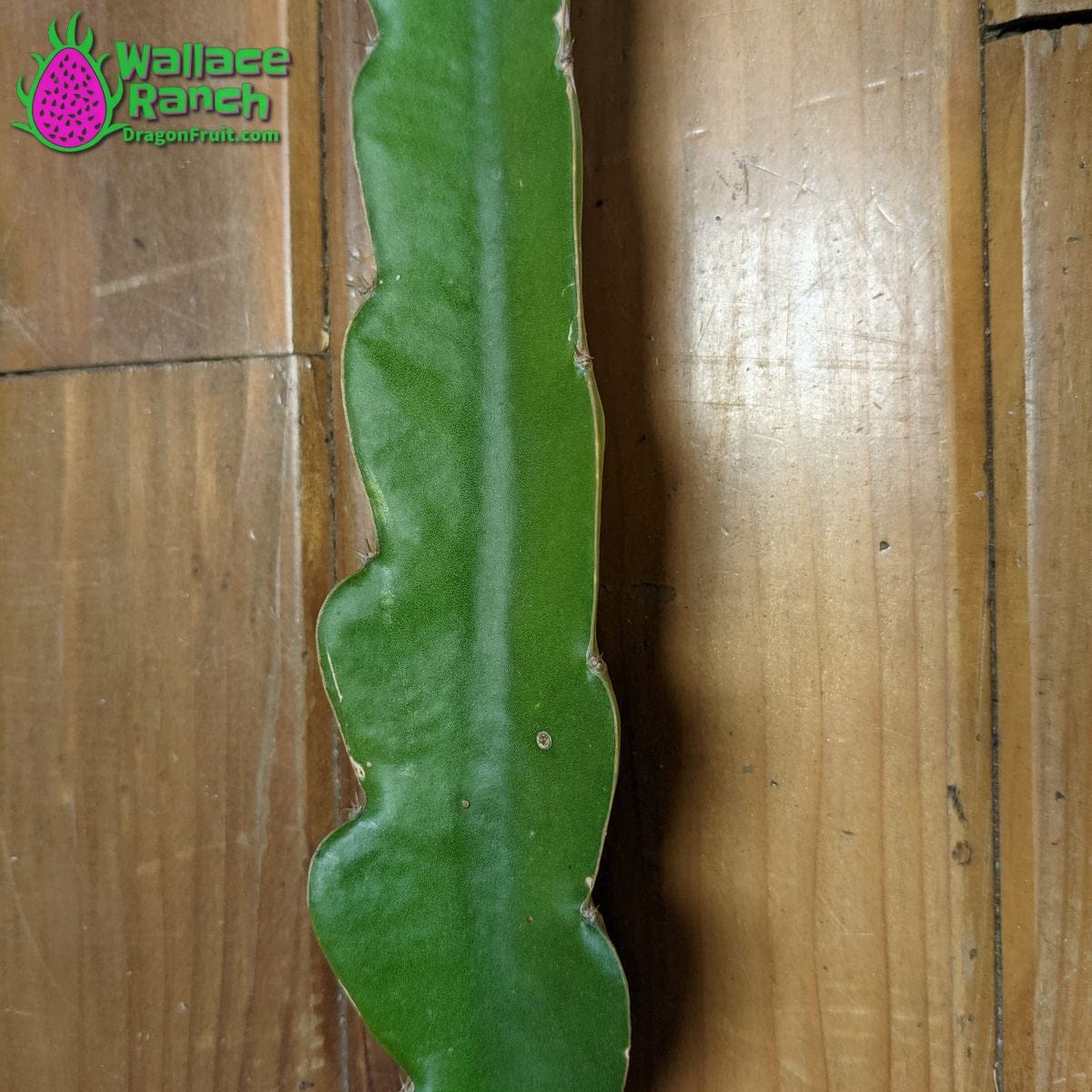 Delight 3-S Wallace Ranch Dragon Fruit