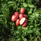 Organic Desiree Seed Potato (lb) Grow Organic