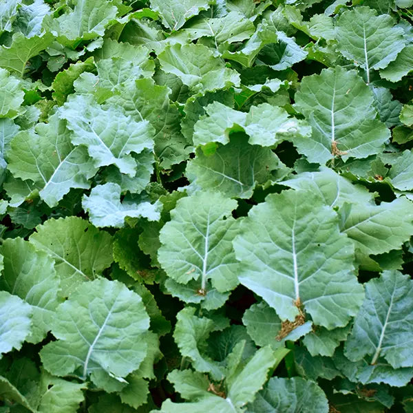 Organic Dwarf Essex Rapeseed Grow Organic