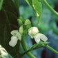 Kentucky Wonder Pole Bean Seeds (Organic) Southern Exposure Seed Exchange