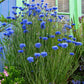 Centaurea cyanus - Blue Diadem Annie's Annuals