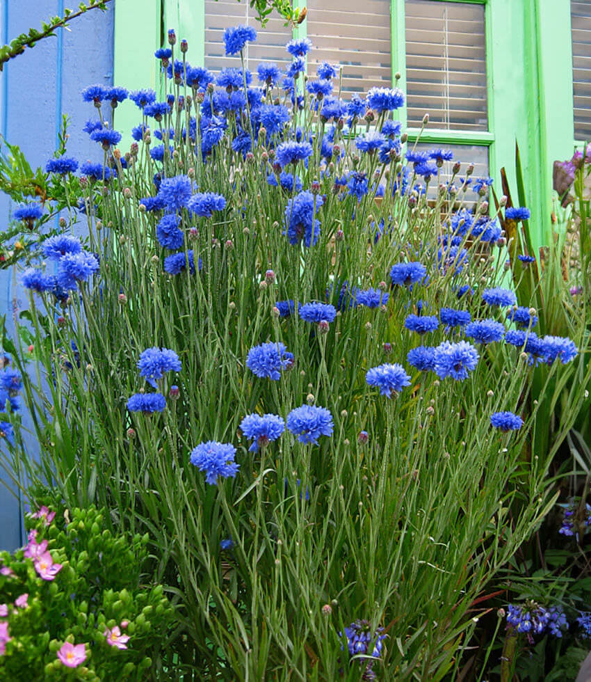 Centaurea cyanus - Blue Diadem Annie's Annuals
