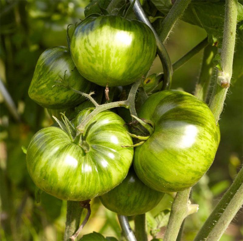 Green Zebra Tomato Seeds (Organic) Southern Exposure Seed Exchange